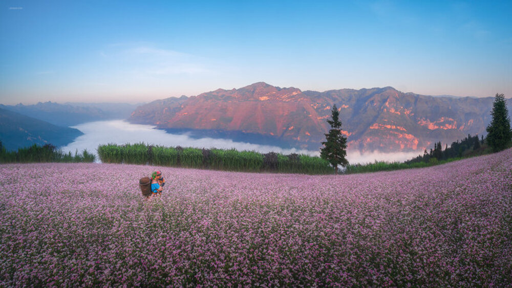 Du lịch Hà Giang mùa hoa tam giác mạch