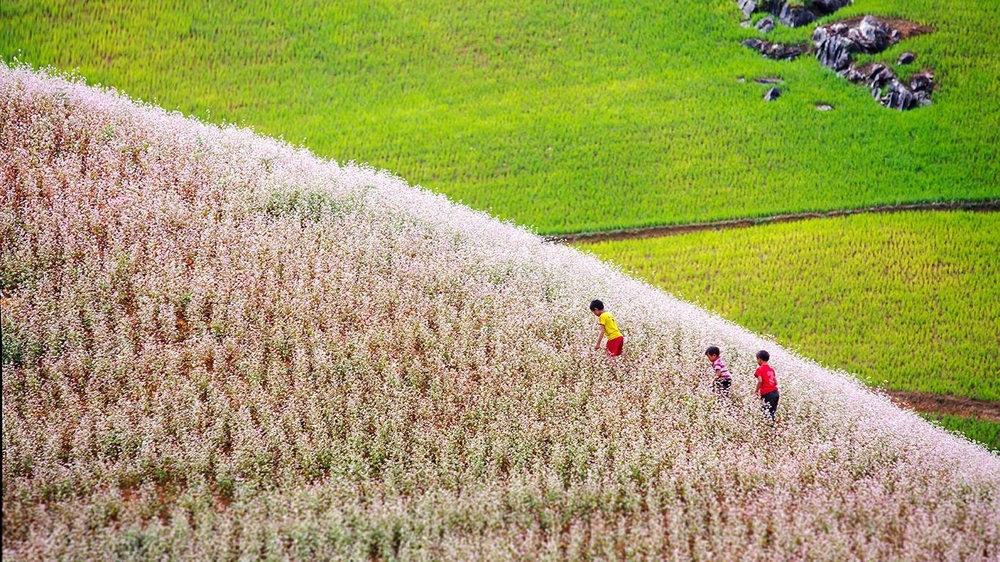 Du lịch Hà Giang mùa hoa tam giác mạch