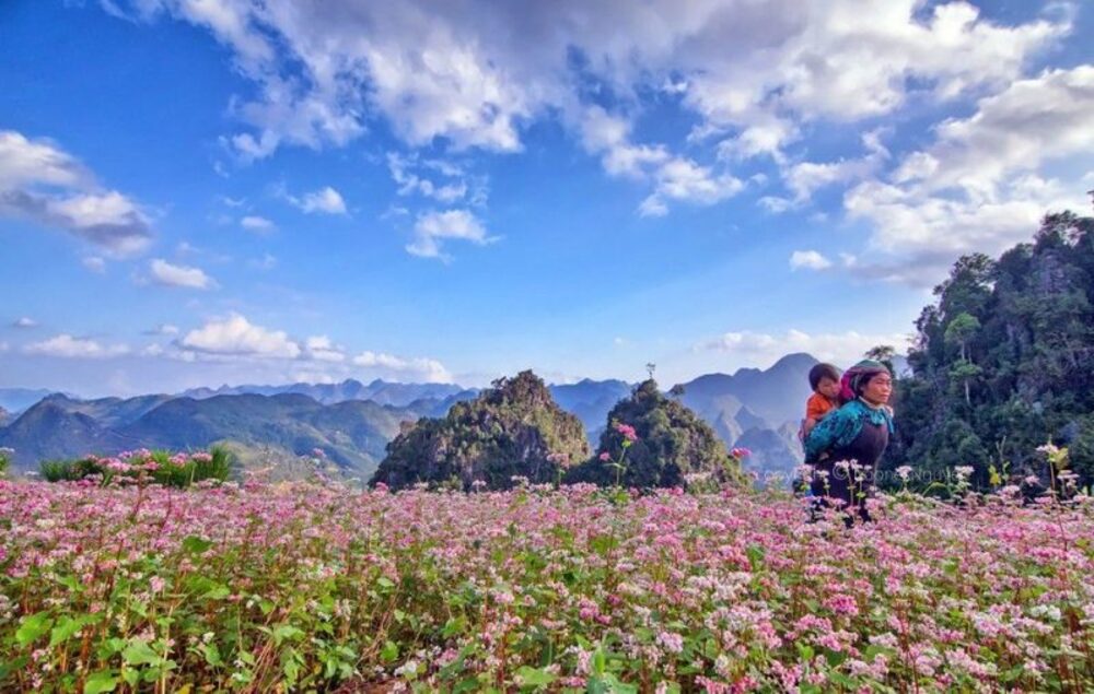 Du lịch Hà Giang mùa hoa tam giác mạch
