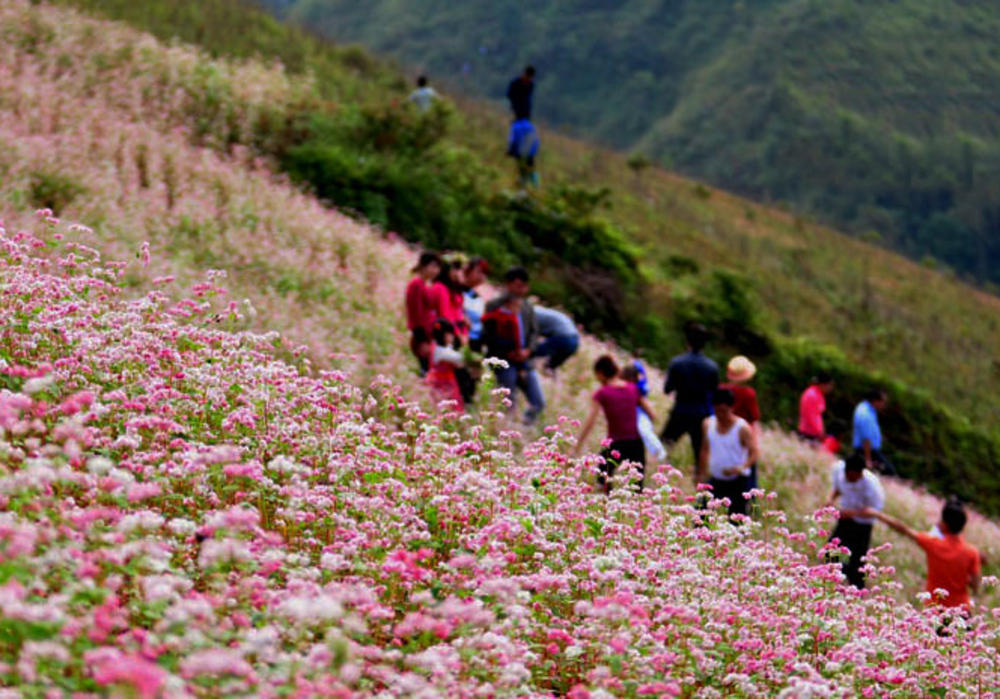 Du lịch Hà Giang mùa hoa tam giác mạch