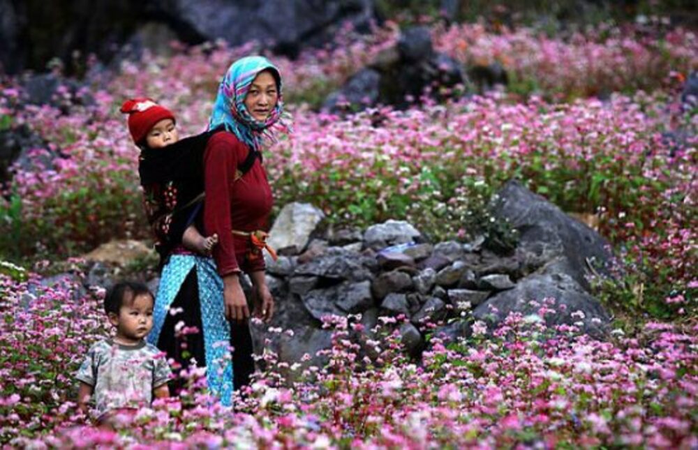 Du lịch Hà Giang mùa hoa tam giác mạch
