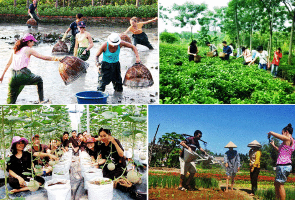 Du lịch nông trại: Trải nghiệm cuộc sống đồng quê.