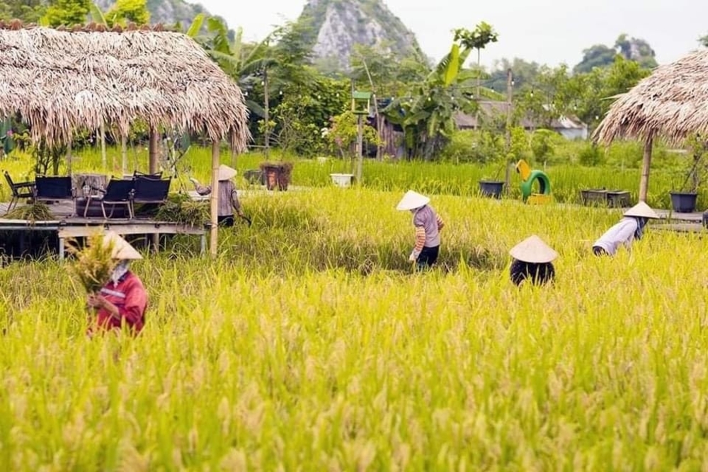 Du lịch nông trại: Trải nghiệm cuộc sống đồng quê.