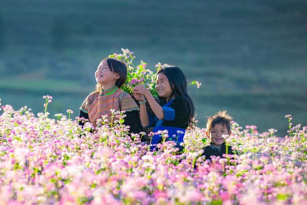 Du lịch theo mùa: Khám phá các mùa hoa