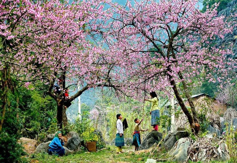 Du lịch theo mùa: Khám phá các mùa hoa