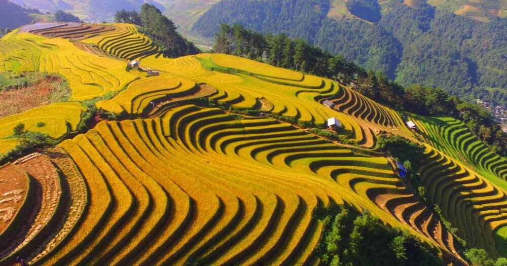 Kinh nghiệm du lịch Mù Cang Chải mùa lúa chín