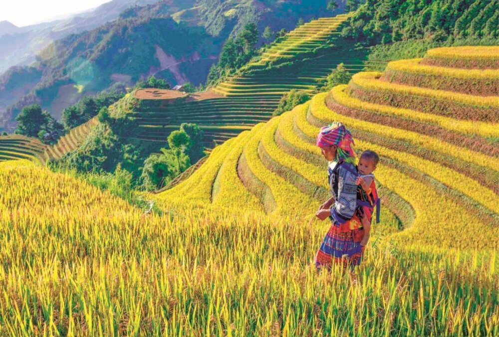 Kinh nghiệm du lịch Mù Cang Chải mùa lúa chín