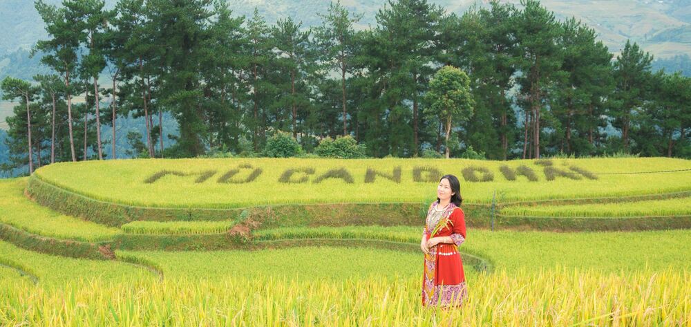 Kinh nghiệm du lịch Mù Cang Chải mùa lúa chín