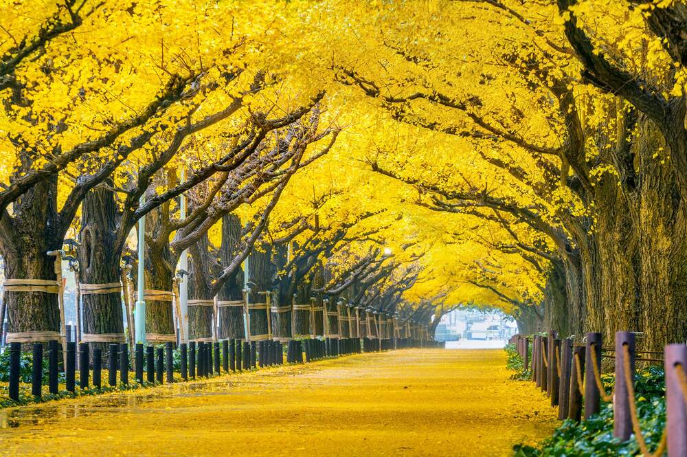 Mùa nào là đẹp nhất để du lịch Nhật Bản?