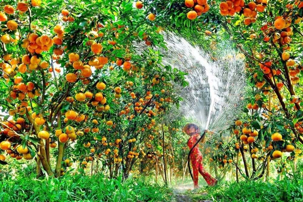 Tour du lịch miền Tây Trải nghiệm sông nước miệt vườn