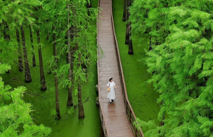 Rung-nuoc-Ho-Thanh-Son-Hoang-Son