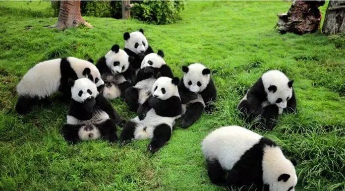 ong-vien-gau-truc-do-giang-yen