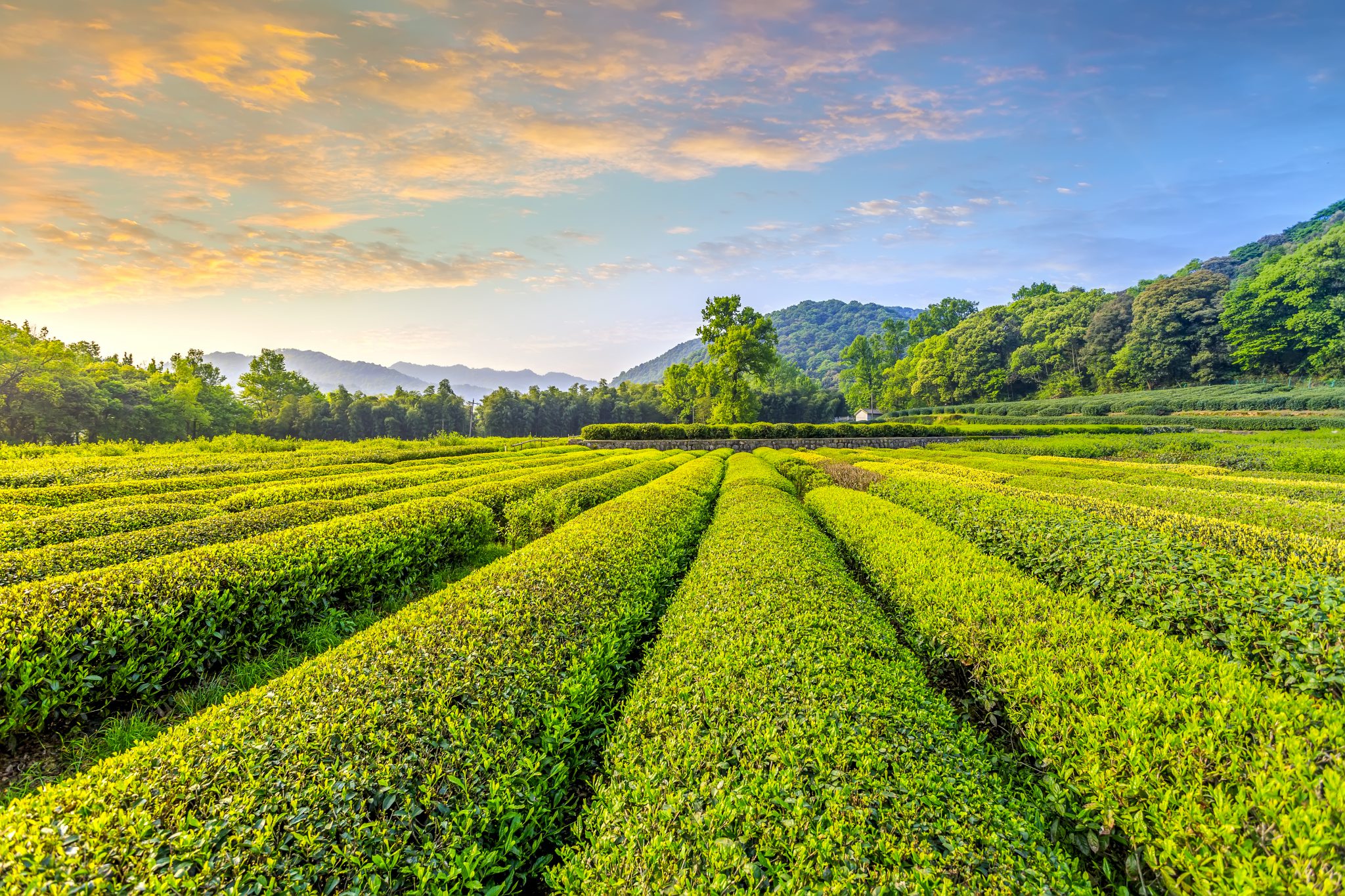 Làng trà Long Tỉnh – điểm đến đặc trưng trong du lịch Hàng Châu