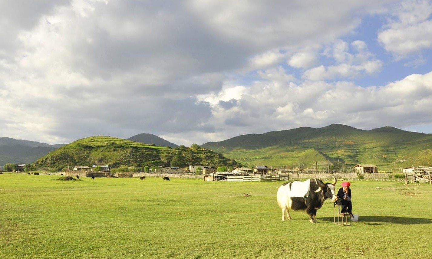 Thảo nguyên xanh mát vào mùa hè tại Shangrila